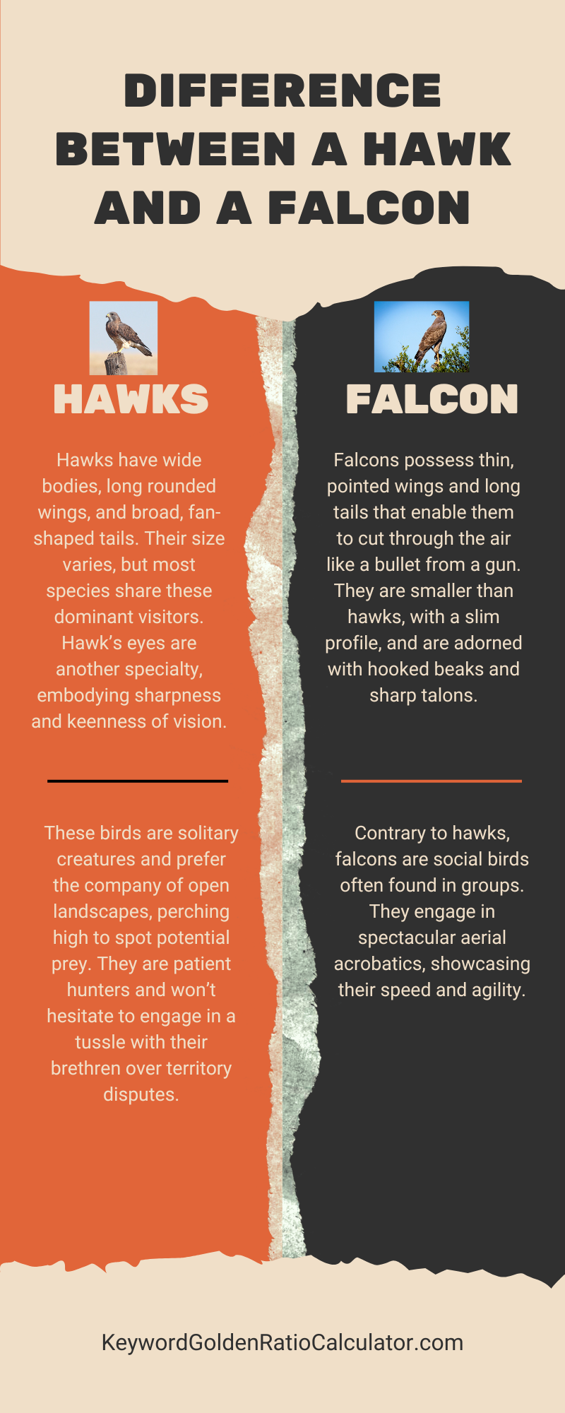 a hawk and a falcon