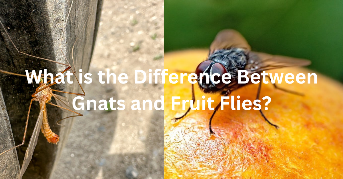 difference between gnats and fruit flies